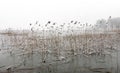 Frozen lake with reeds