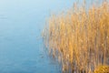 Frozen lake with reeds on shore Royalty Free Stock Photo
