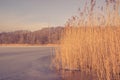 Frozen lake with reeds in the winter Royalty Free Stock Photo
