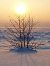 Frozen lake with single small tree Royalty Free Stock Photo