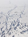 Frozen lake surface with human footprints Royalty Free Stock Photo