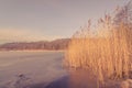 Frozen lake with tall reeds Royalty Free Stock Photo