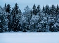 Frozen lake and wild pine forest covered in deep snow Royalty Free Stock Photo