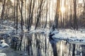 Frozen lake in the winter forest with tree reflections Royalty Free Stock Photo