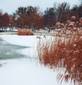 Frozen lake on winter landscape background. Trees covered with snow in cold winter weather. Royalty Free Stock Photo