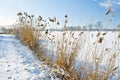 Frozen landscape