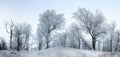 Frozen landscape - Winter mist forest