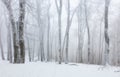 Frozen landscape - Winter mist forest Royalty Free Stock Photo