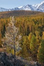 Frozen larch tree under hoarfrost. North Chuiskiy Ridge snow mountains is on background