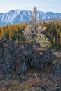 Frozen larch tree under hoarfrost. North Chuiskiy Ridge snow mountains is on background