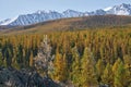 Frozen larch tree under hoarfrost. North Chuiskiy Ridge snow mountains is on background