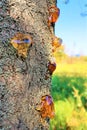 Frozen large drops of juice in a fruit tree in a summer garden Royalty Free Stock Photo