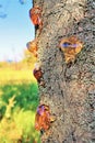 Frozen large drops of juice in a tree in a summer garden Royalty Free Stock Photo