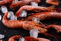 Frozen large raw shrimps on black background. Royalty Free Stock Photo