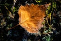 Frozen last autumn leaves in ice crystals