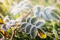 Frozen last autumn leaves in ice crystals on the tree