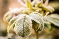 Frozen last autumn leaves in ice crystals on the tree Royalty Free Stock Photo