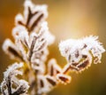 Frozen last autumn leaves in ice crystals on the tree Royalty Free Stock Photo