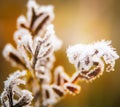 Frozen last autumn leaves in ice crystals on the tree