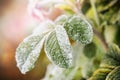 Frozen last autumn leaves in ice crystals on the tree Royalty Free Stock Photo