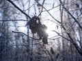 Frozen last years leaves on a tree