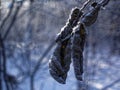 Frozen last years leaves on a tree