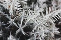 Frozen lavender bush. The plant is in the cold. Winter Garden Royalty Free Stock Photo