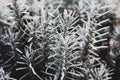 Frozen lavender bush. The plant is in the cold. Winter Garden Royalty Free Stock Photo