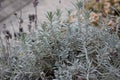frozen lavender and thyme in a wall stone Royalty Free Stock Photo