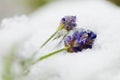 Frozen lavender Royalty Free Stock Photo