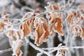 Frozen leaf Royalty Free Stock Photo