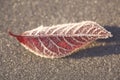 Frozen Leaf Royalty Free Stock Photo