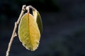 Frozen leaf Royalty Free Stock Photo