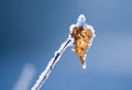 Frozen leaf Royalty Free Stock Photo