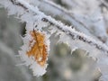 Frozen leaf Royalty Free Stock Photo