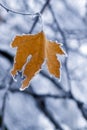 Frozen Leaf. Royalty Free Stock Photo