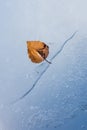 Frozen leaf Royalty Free Stock Photo