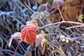 Frozen leaf of blackberrie plant, selective focus Royalty Free Stock Photo