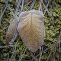 Frozen leaf covered with ice dew