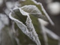 Frozen leaf