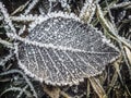 Frozen leaf