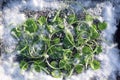 Frozen Leaf of geranium and grass