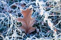 frozen leaf in the grass