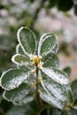 Frozen leaf 1 Royalty Free Stock Photo