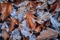 frozen leaf pile creating a snowy winter texture