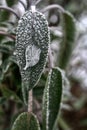 Frozen leaf of sage (salvia, Folium Salviae) with frozen dew drop