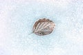 Frozen leaf on snow Royalty Free Stock Photo