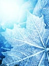 Frozen leaf texture Royalty Free Stock Photo