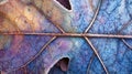 Maple leaf showing intricate frost patterns forming a colorful abstract background in autumn or winter Royalty Free Stock Photo
