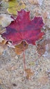 Frozen leaf texture Royalty Free Stock Photo